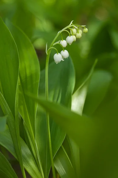 stock image Lily of the valley