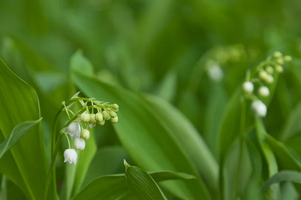 stock image Lily of the valley