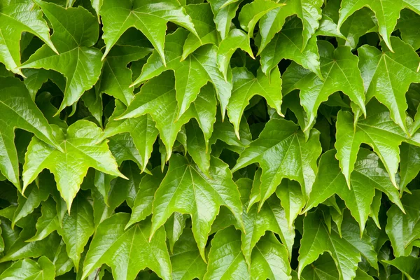 Boston ivy background — Stock Photo, Image