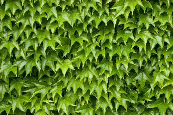 Boston ivy background — Stock Photo, Image