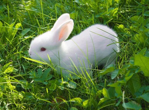 Маленький белый кролик — стоковое фото