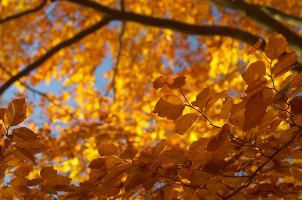 Haya de otoño 3 —  Fotos de Stock