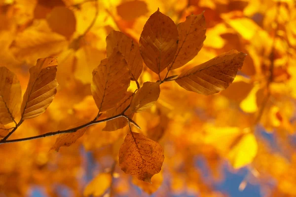 Осенний бук 5 — стоковое фото