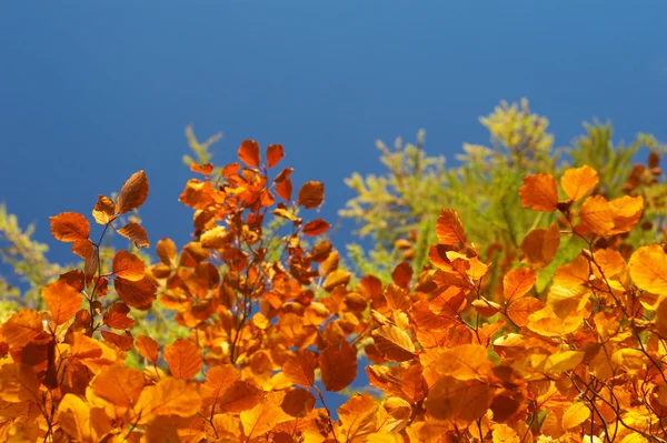Árbol de haya de otoño 6 —  Fotos de Stock