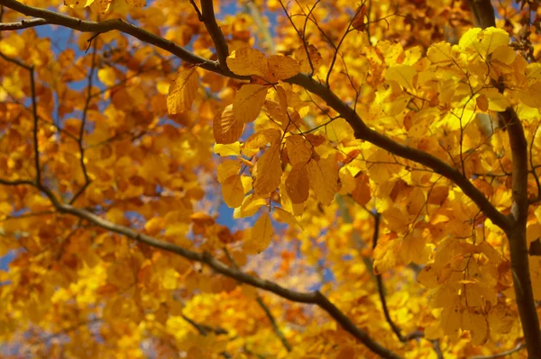 Árbol de haya de otoño —  Fotos de Stock