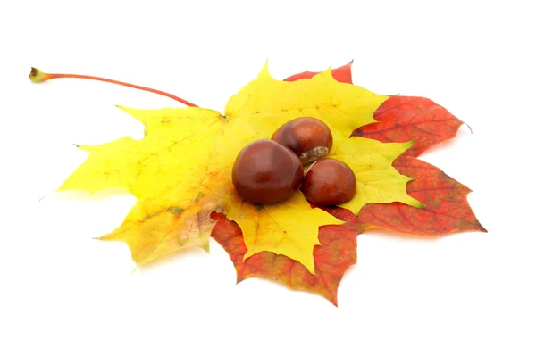 Осенние цвета 8; кленовые листья — стоковое фото
