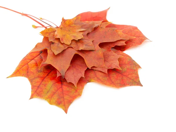 Kolory jesieni 9; Mapple liści — Zdjęcie stockowe