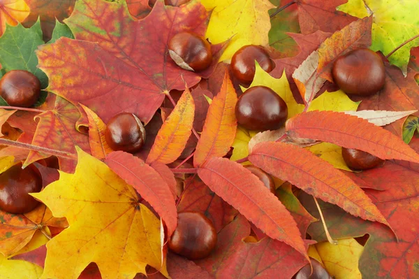 Podzimní barvy 10 — Stock fotografie