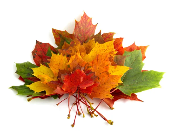 Kolory jesieni 6; Mapple liści — Zdjęcie stockowe