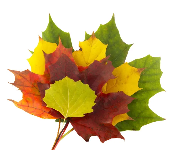 Autumn colors 1; mapple leaves — Stock Photo, Image