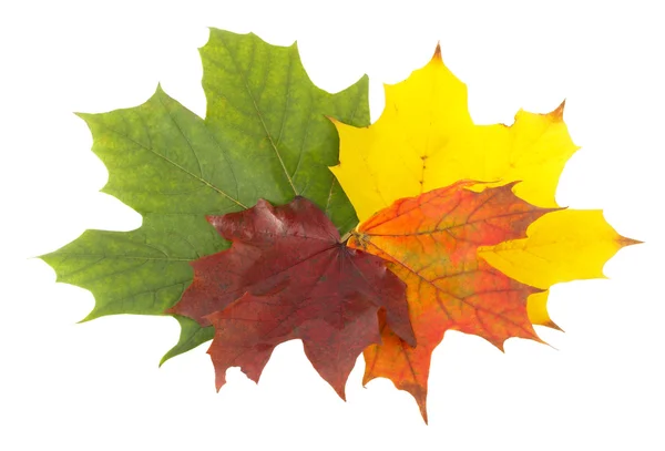 Kolory jesieni 3; Mapple liści — Zdjęcie stockowe