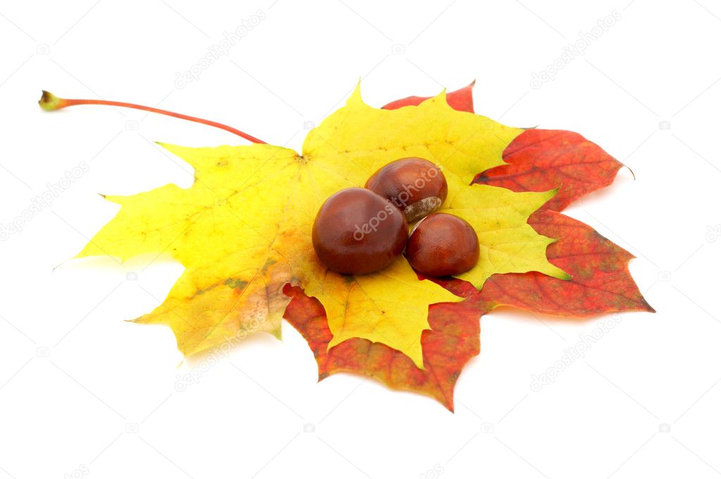 Autumn colors 8; mapple leaves