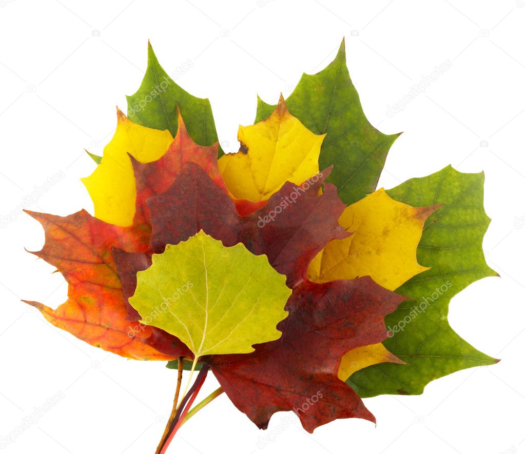 Autumn colors 1; mapple leaves