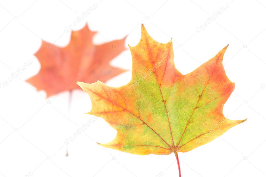 Autumn colors 12; mapple leaves