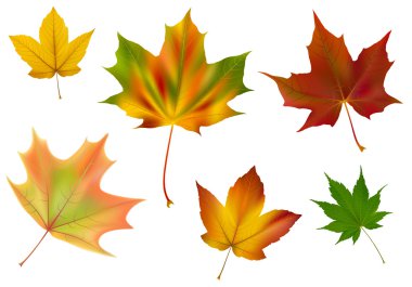 Diverse vector maple leaves clipart