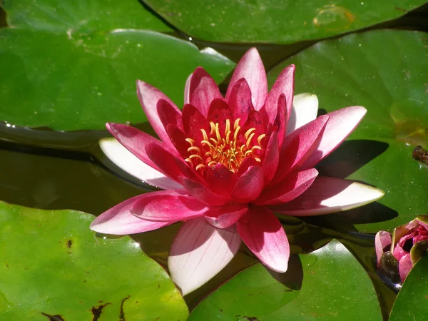 Stock image Pink water-lily