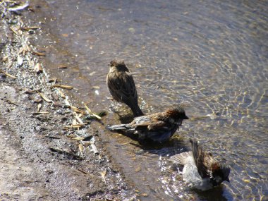 Sparrows in puddle clipart