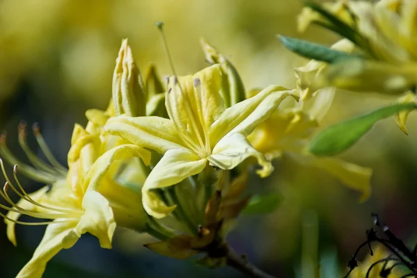 stock image Flower