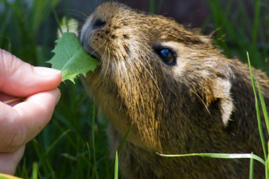 eskiden şiling şimdi domuz