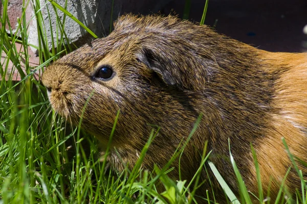 stock image The guinea pig