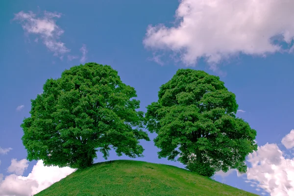 stock image Two trees