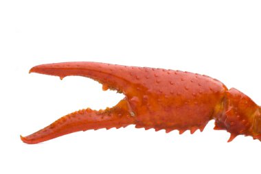 Crawfish claw clipart