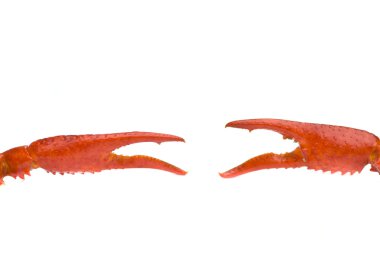 Crawfish claws clipart