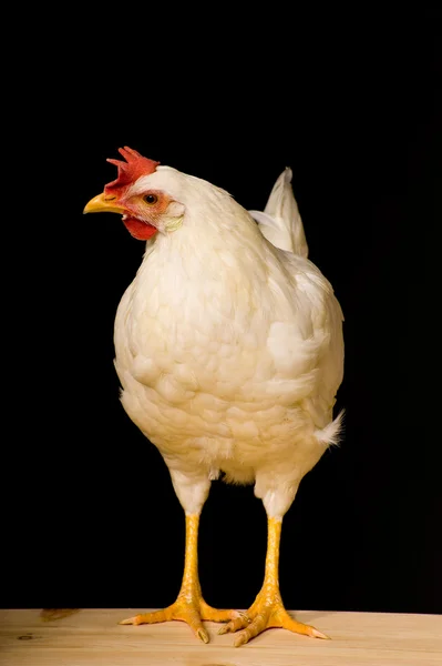 stock image Chicken