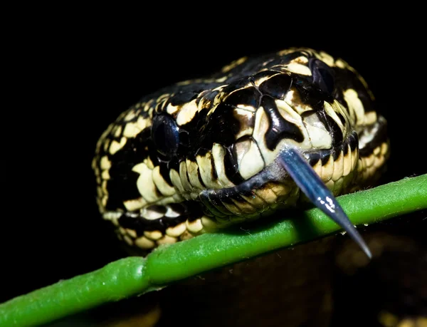 蛇的头 图库照片