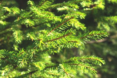 Conifer - fir clipart