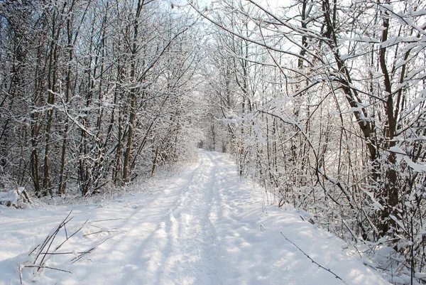 stock image Trekking in the cold winter days