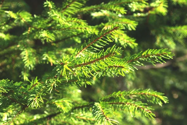 stock image Conifer - fir