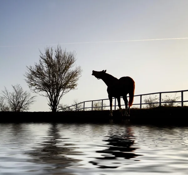 stock image A horse in a wooden corral