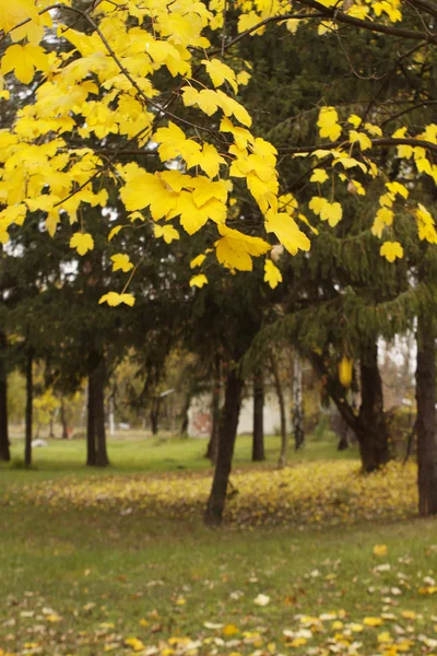 Jesienne drzewo z żółtymi liśćmi — Zdjęcie stockowe