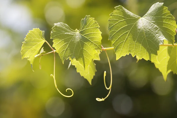 Листья лозы — стоковое фото