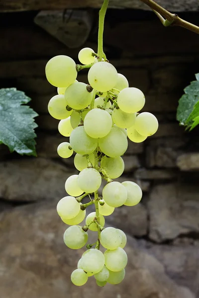 Racimo de uva blanca — Foto de Stock