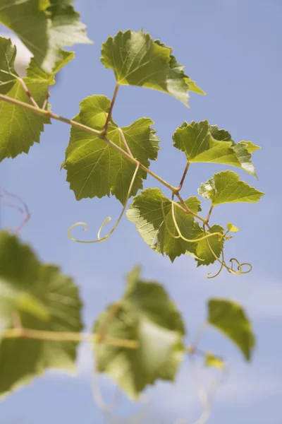 Blätter einer Weinrebe — Stockfoto