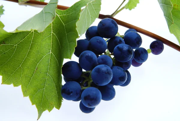 Blå druvor kluster med blad — Stockfoto
