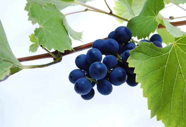 Blauwe druif cluster met bladeren — Stockfoto