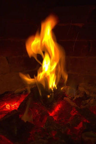 Oheň a strom — Stock fotografie