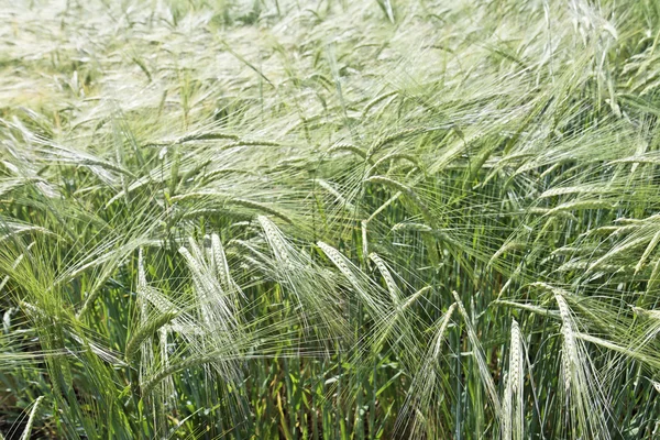 Bulgarian Golden wheat growing — Stock Photo, Image