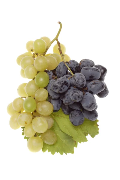 Bulgaarse blauwe druif cluster — Stockfoto
