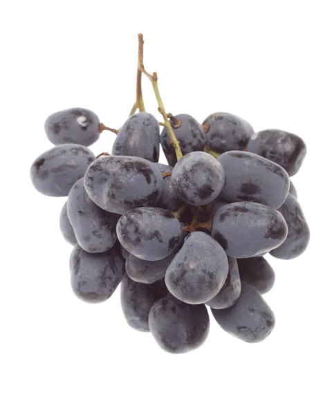 Racimo de uva azul búlgaro — Foto de Stock