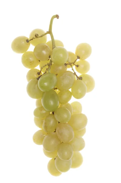 Cluster de uvas brancas búlgaras — Fotografia de Stock