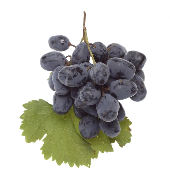 Racimo de uva azul búlgaro — Foto de Stock