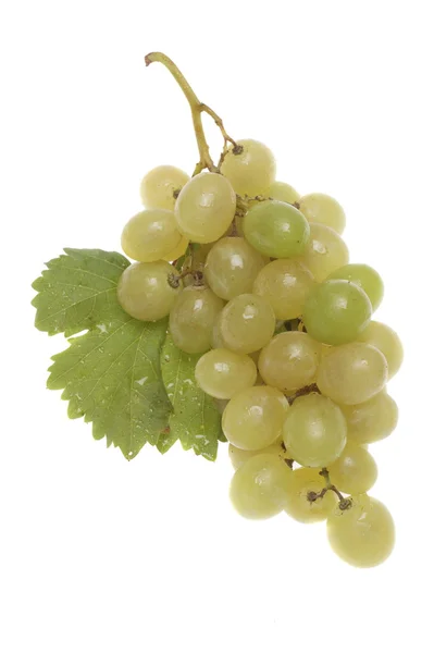 Bulgarian white grape cluster — Stock Photo, Image