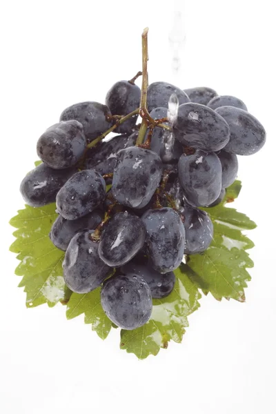 Blue grape cluster with leaves — Stock Photo, Image