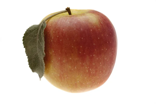 Czerwone jabłko mokre z liści — Zdjęcie stockowe