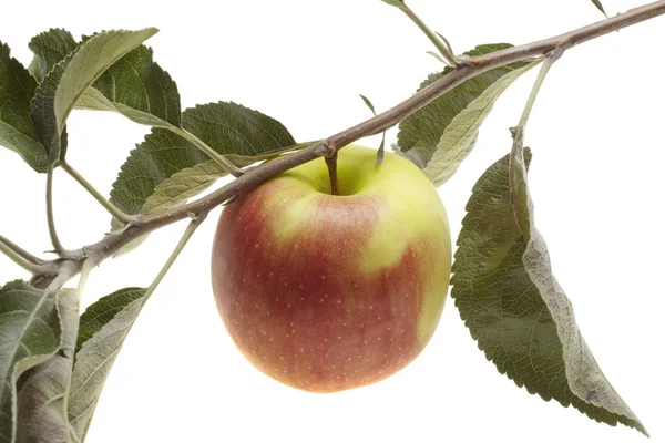 Rode natte appel met blad — Stockfoto