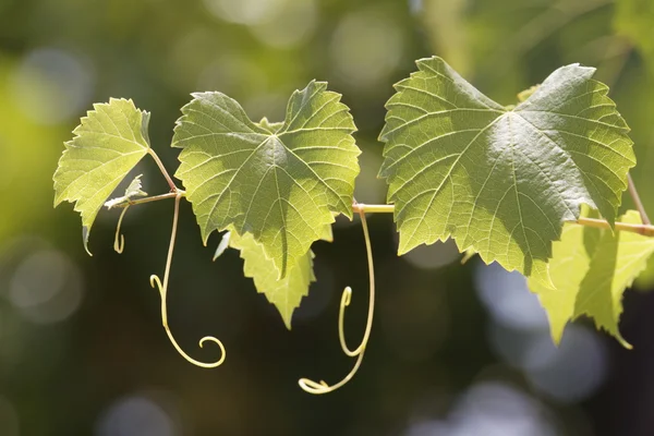 Bladeren van een wijnstok in een wijngaard — Stockfoto